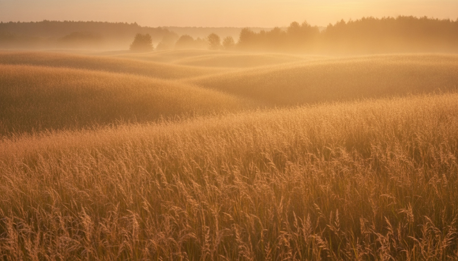 A wide golden field at sunset bordered by an orchard, a single figure with a guitar walking toward the tree line