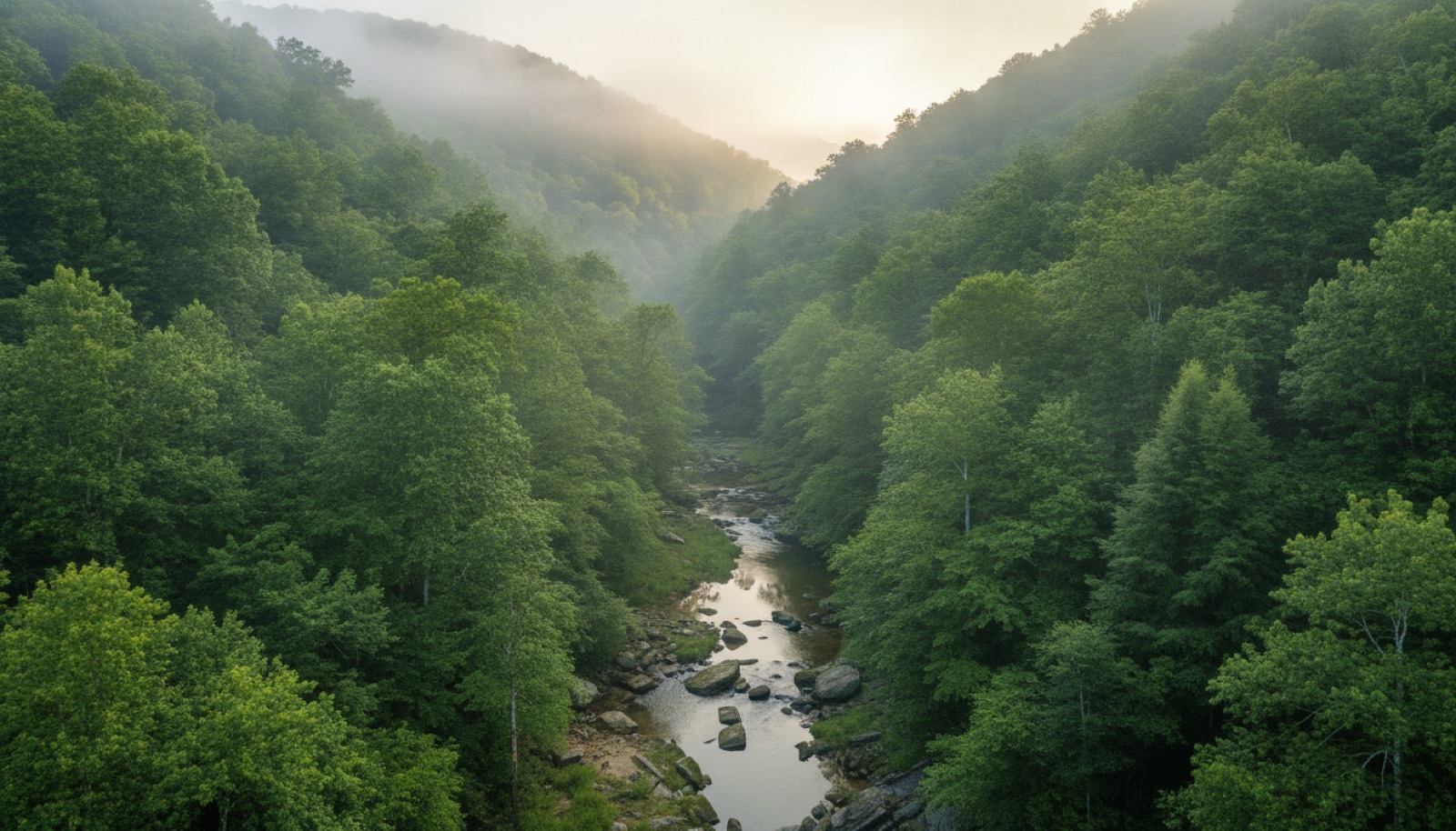 A misty green Appalachian hollow at dawn with a narrow creek winding between forested ridges